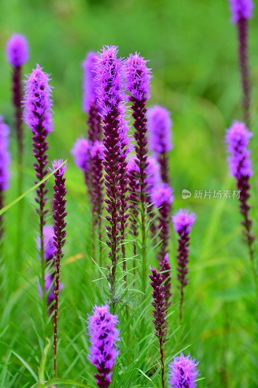 Liatris pycnostachya /炽星